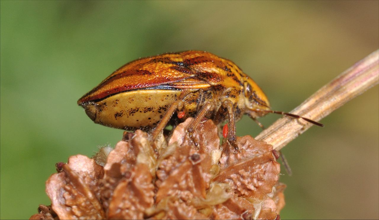 Scutelleridae: Odontotarsus purpureolineatus di Mentana